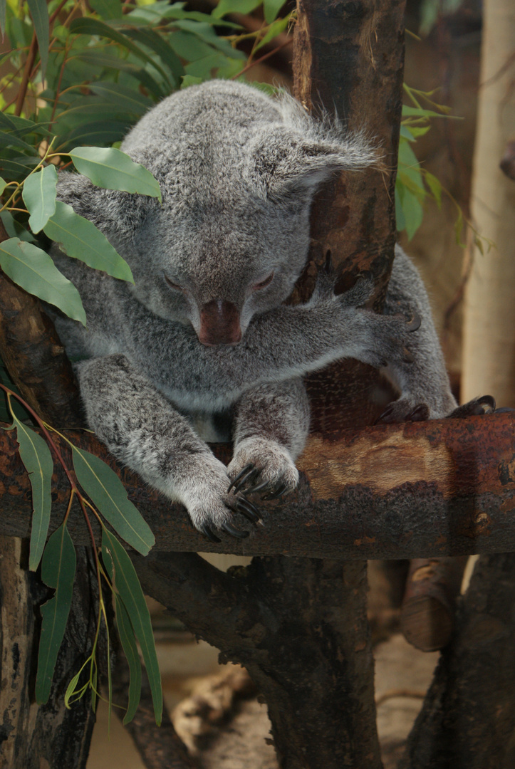 Koala beim Nickerchen