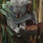 Koala beim Nickerchen