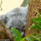 Koala beim schlafen.
