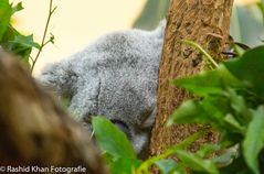 Koala beim schlafen.