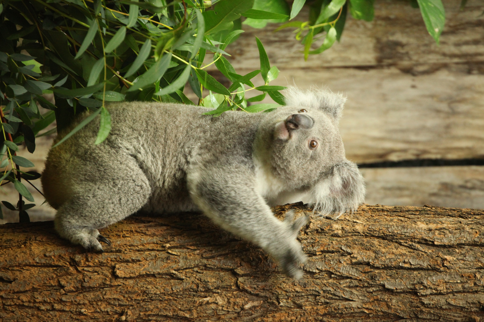 koala (beuteltier, moccanase)