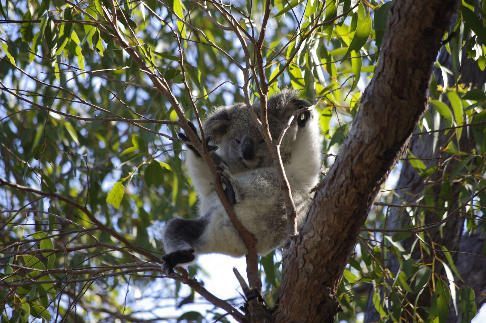 Koala