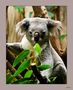 Koala von Stephan Rose 