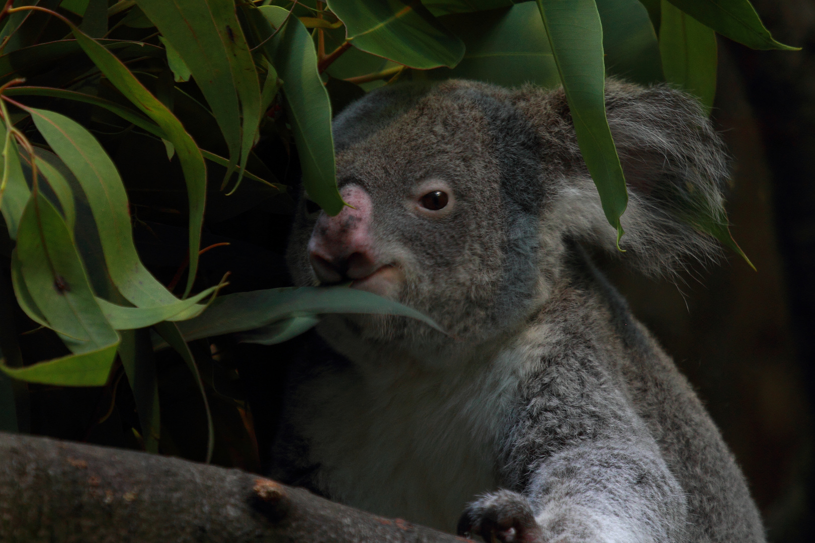 Koala