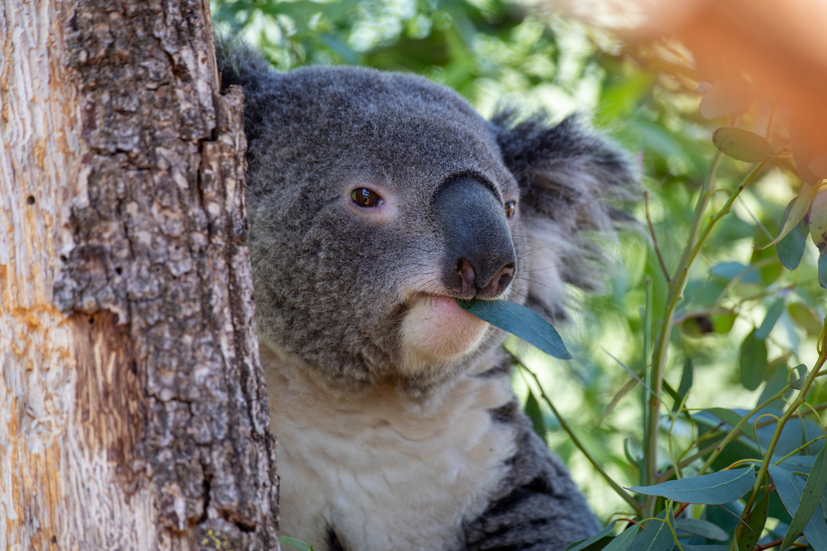 Koala