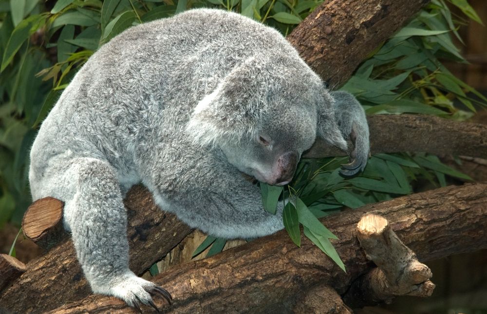 Koala