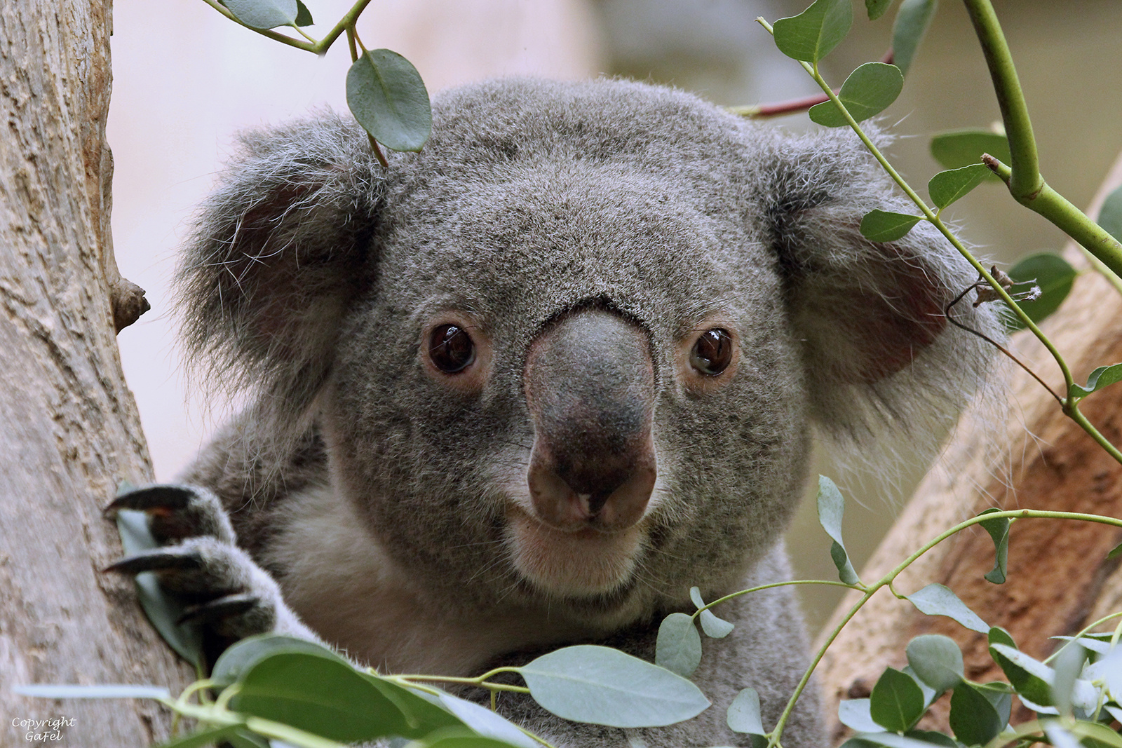 Koala