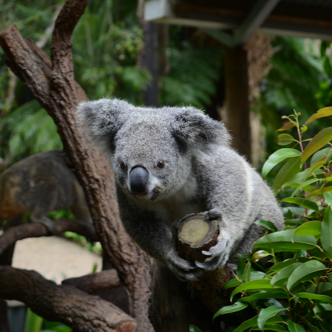 Koala (Cairns Australien) 