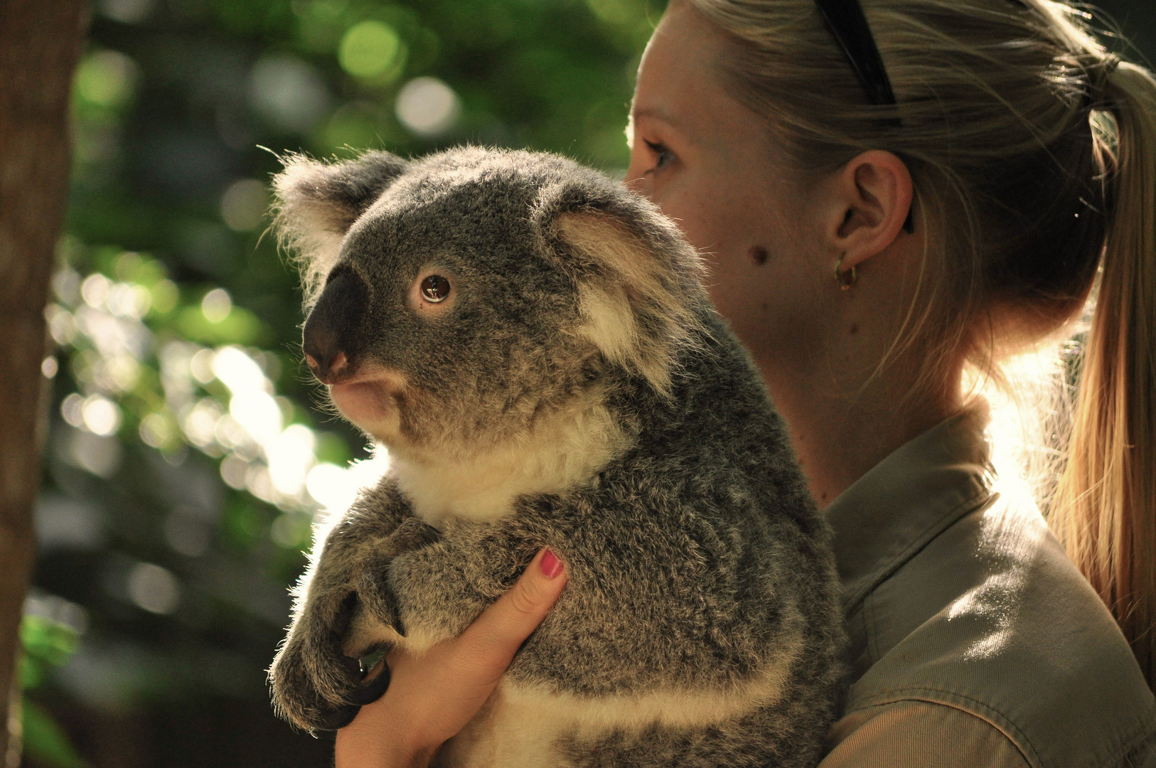 Koala-Carrier.