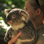 Koala-Carrier.