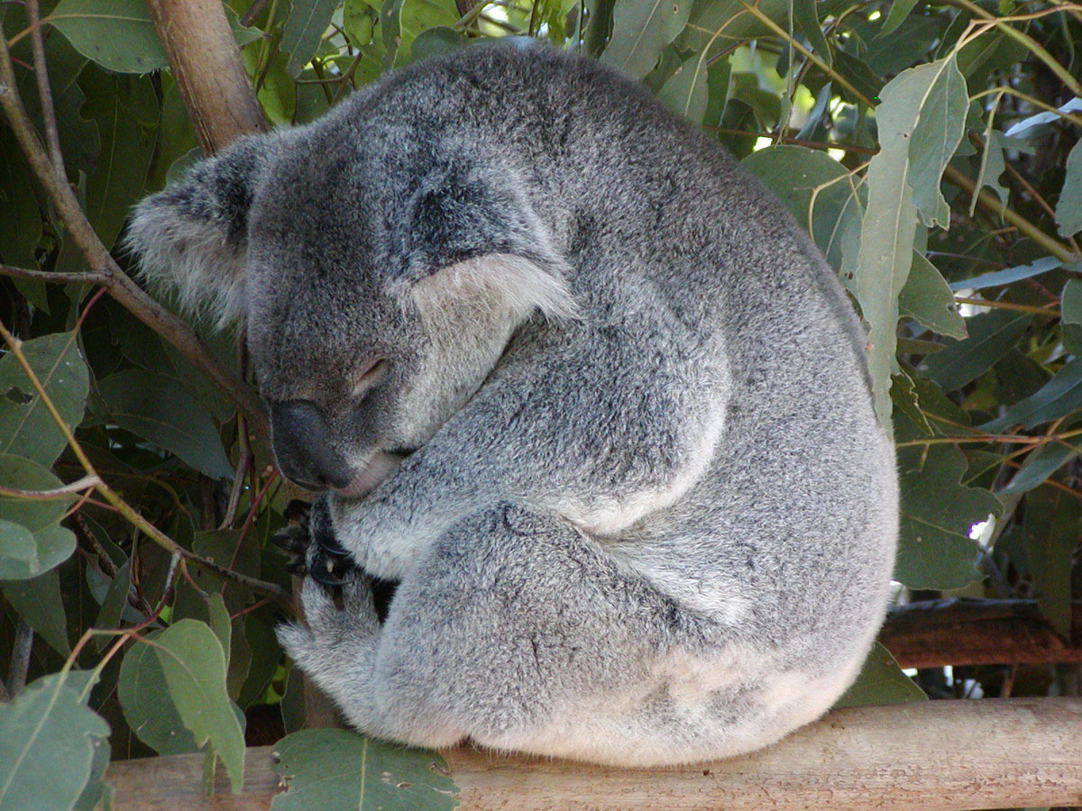 KOALA