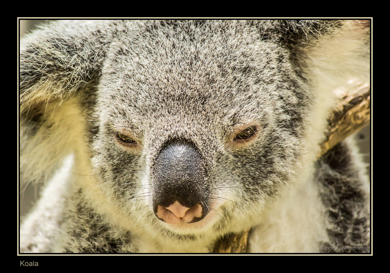 Koala