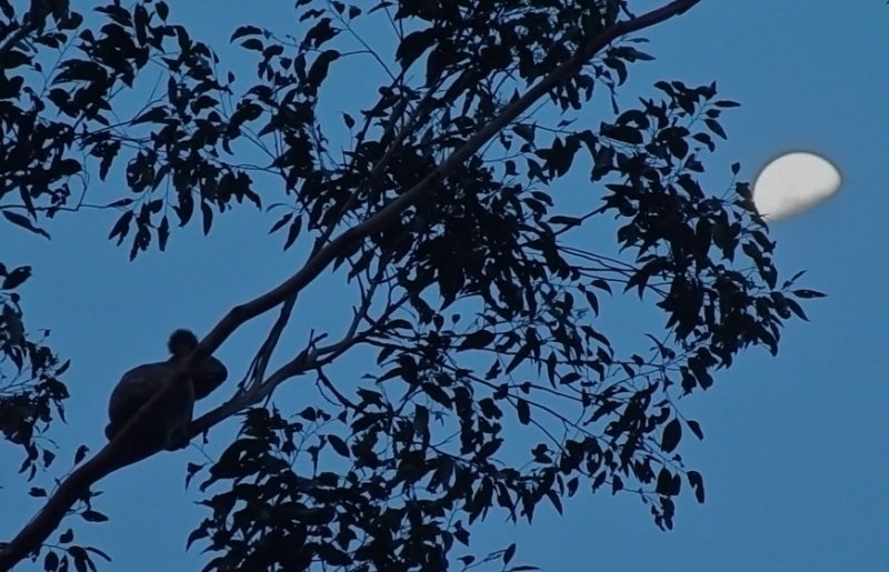 Koala - Conondale Queensland