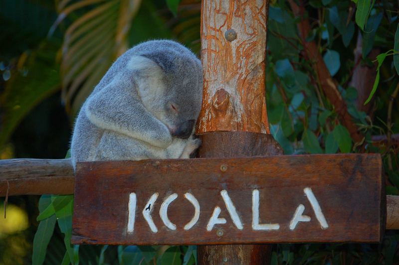 koala