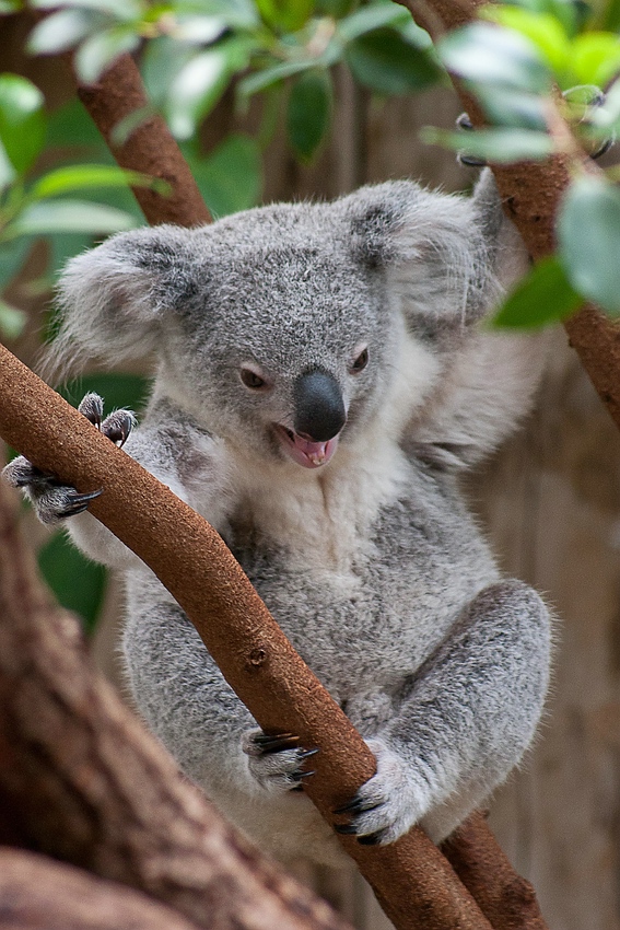 koala