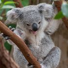 koala