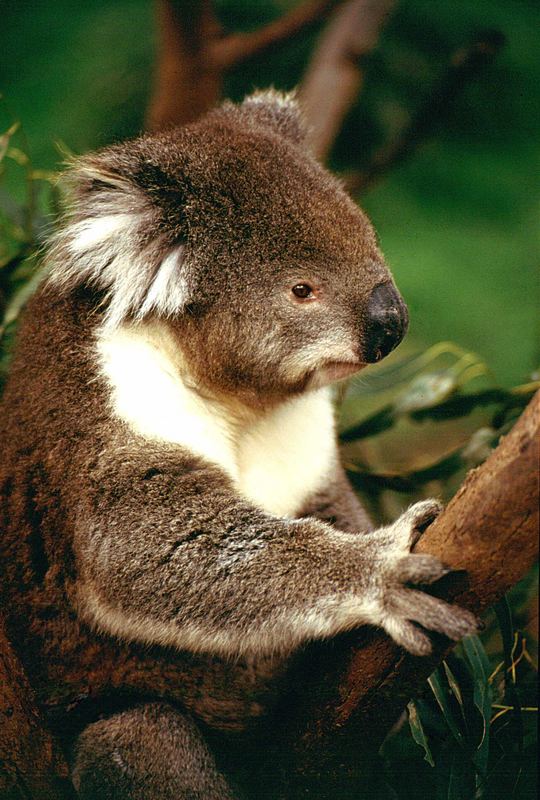 Koala