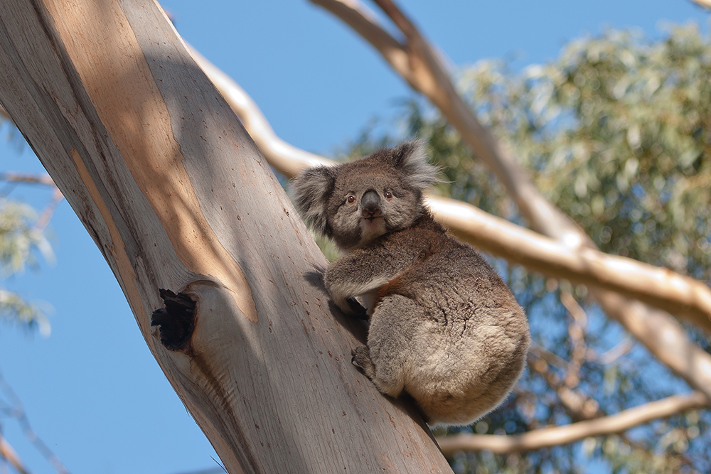 Koala