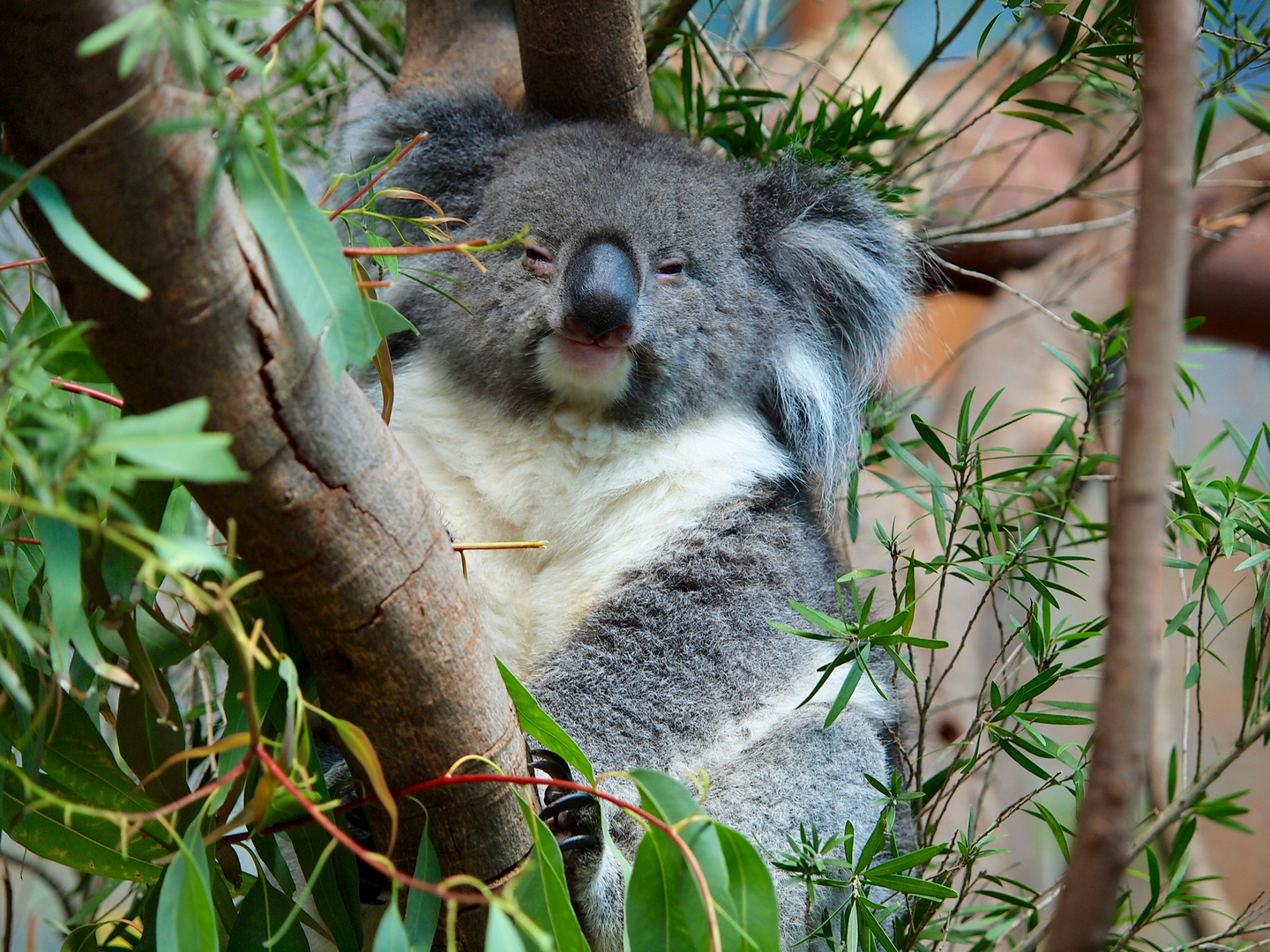 Koala