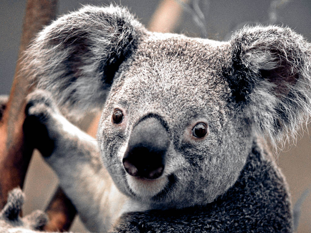 Koala