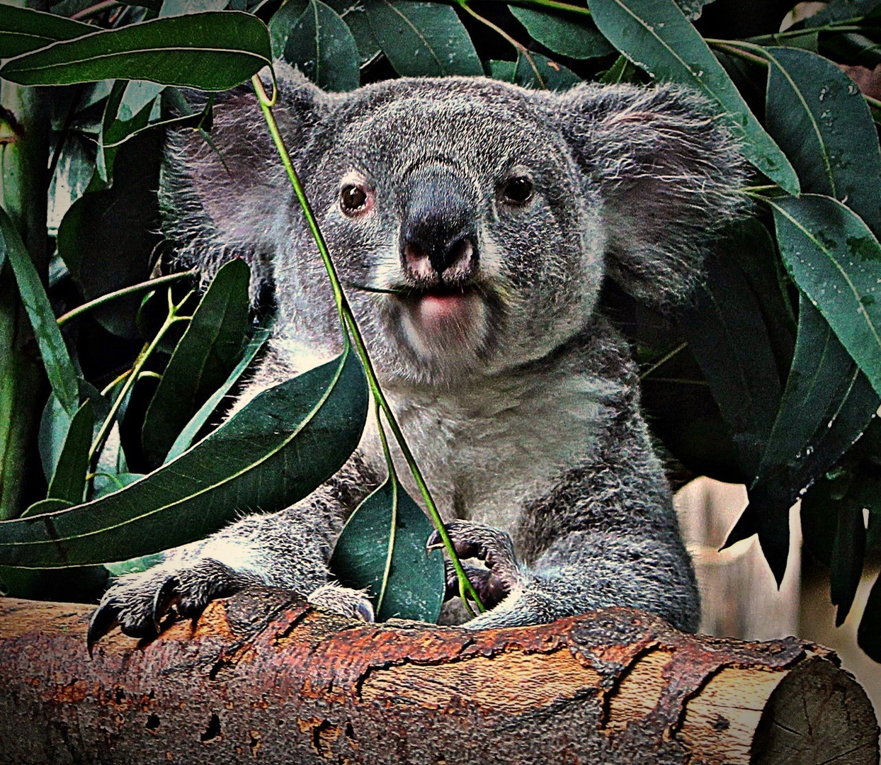 " Koala " Foto & Bild | natur, zoo, tiere Bilder auf fotocommunity