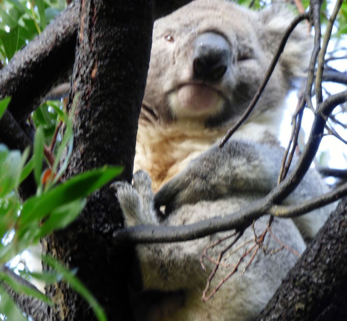 Koala dans son arbre