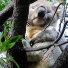 Koala dans son arbre