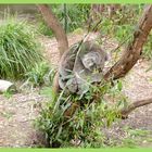 Koala dans son eucalyptus