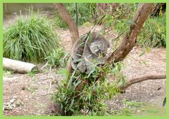 Koala dans son eucalyptus