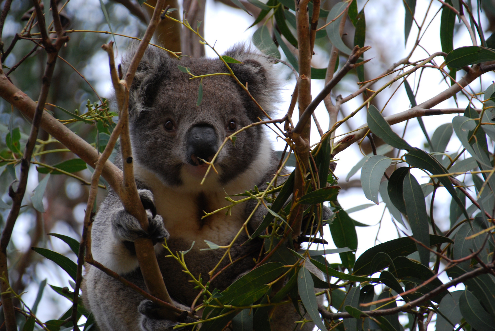 Koala