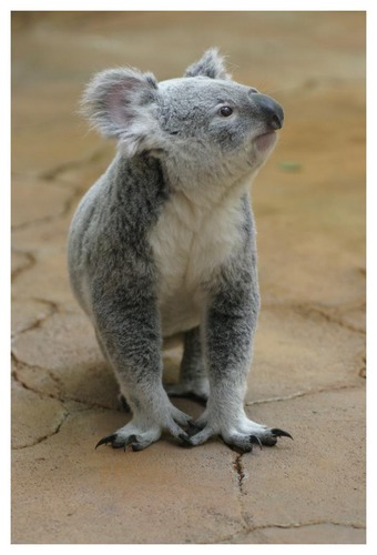 Koala