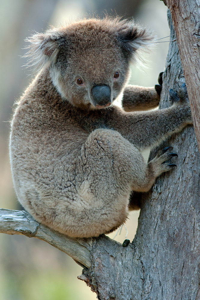 Koala