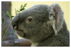 Koala, der nicht schläft! Juhu!