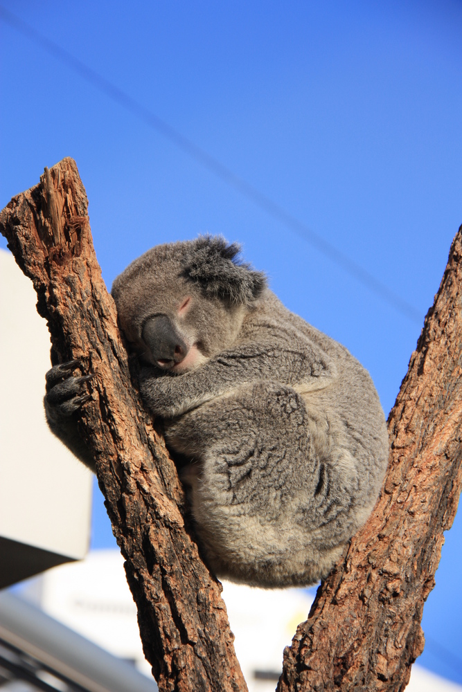 Koala Dreams