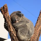 Koala Dreams