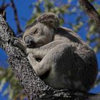 Koala-Dreamtime