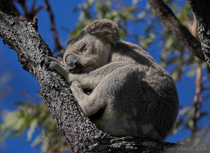 Koala-Dreamtime