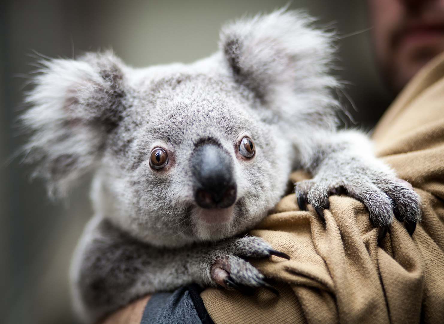 Koala