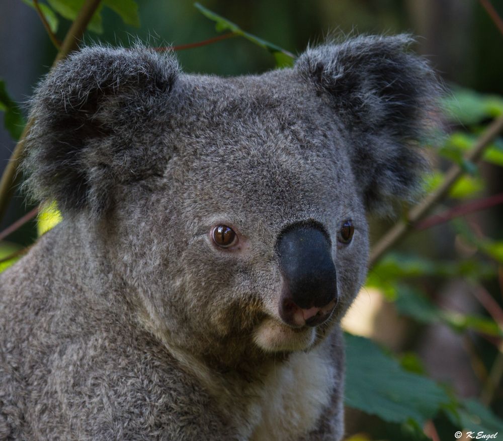 Koala