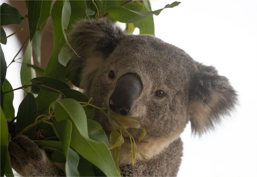 Koala