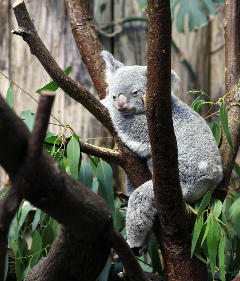 Koala