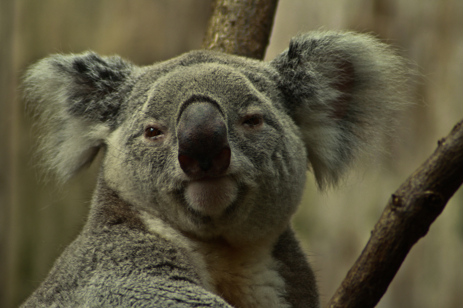 Koala