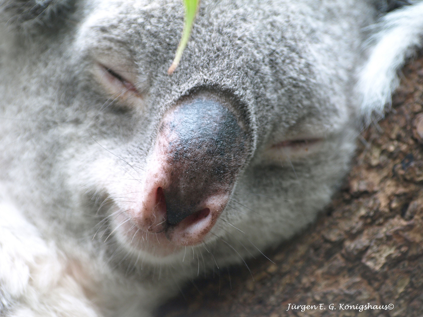 Koala