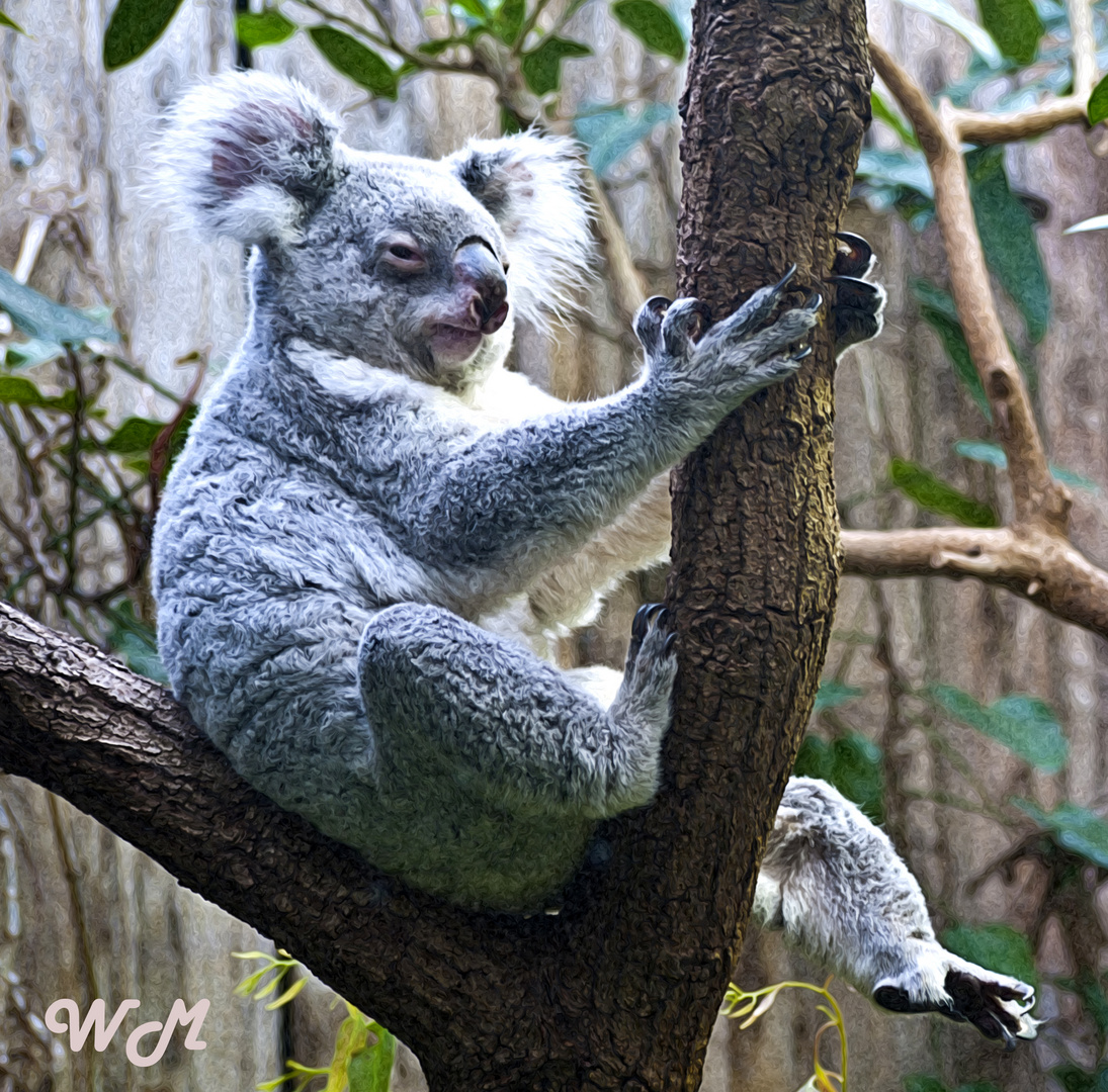 Koala