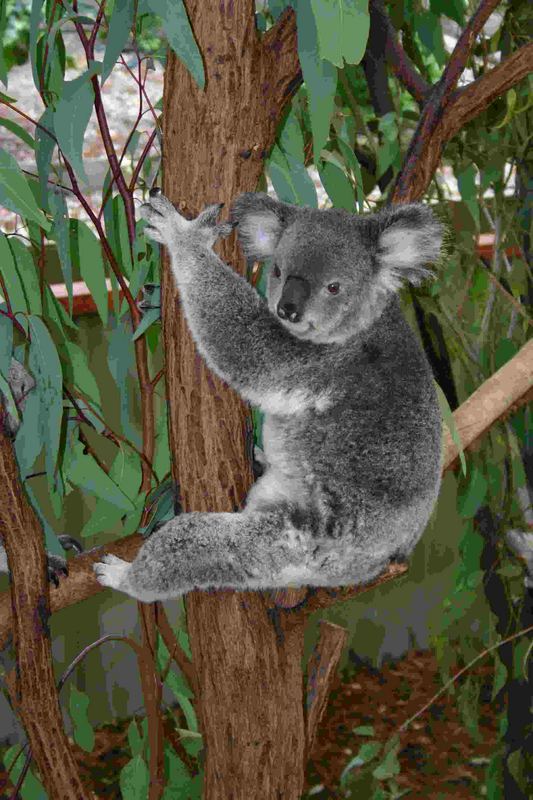 Koala