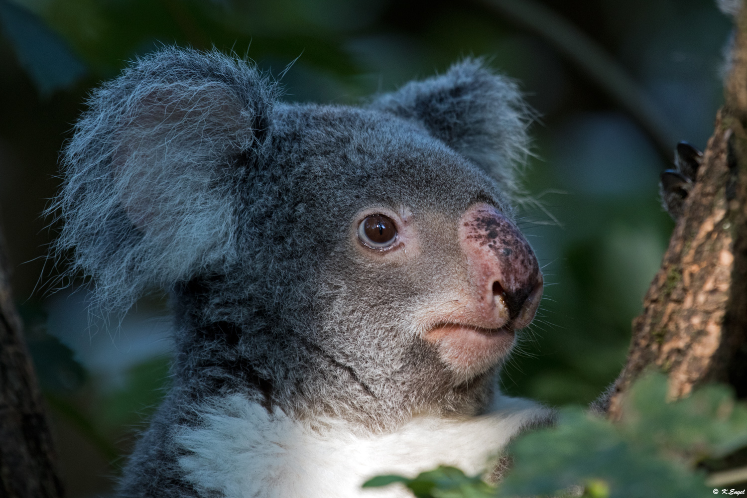 Koala