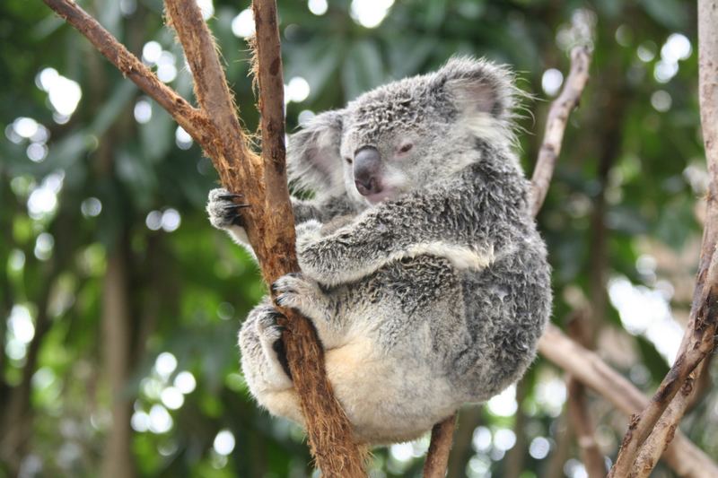 Koala - ein wenig müde 1