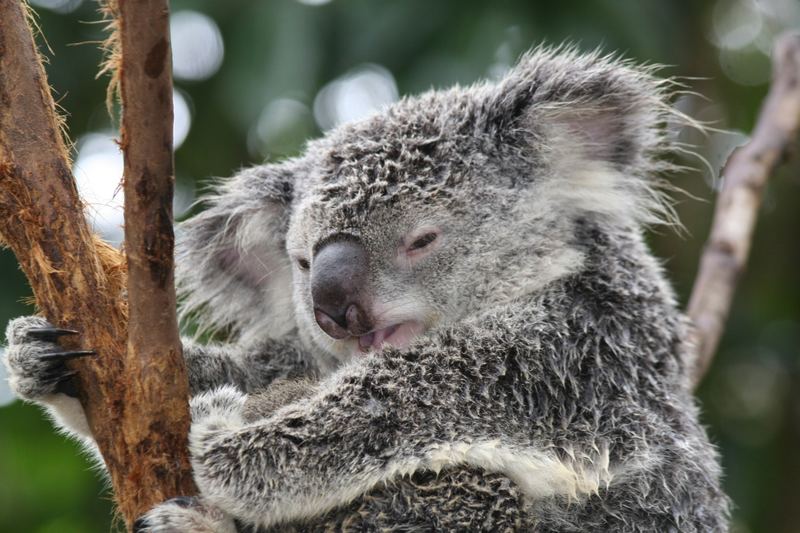 Koala - ein wenig müde 2