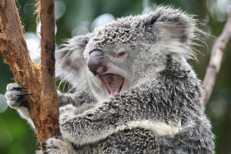 Koala - ein wenig müde 3
