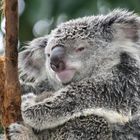 Koala - ein wenig müde 4